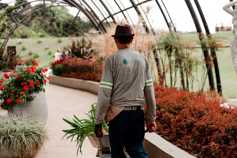 A professional gardener, seen from behind, walking through a well-maintained greenhouse or botanical garden with a curved pathway lined by vibrant red and pink flowering plants in large ceramic pots a