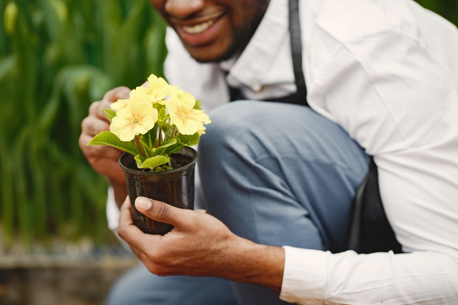 A professional gardener, seen from behind, walking through a well-maintained greenhouse or botanical garden with a curved pathway lined by vibrant red and pink flowering plants in large ceramic pots a